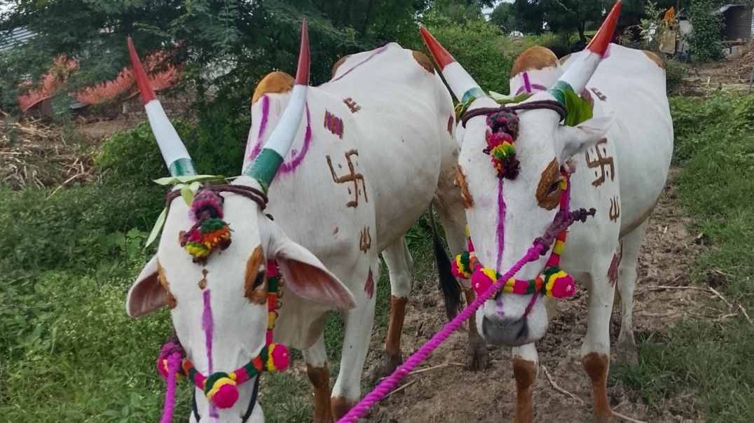 ⁣बैलगाडा