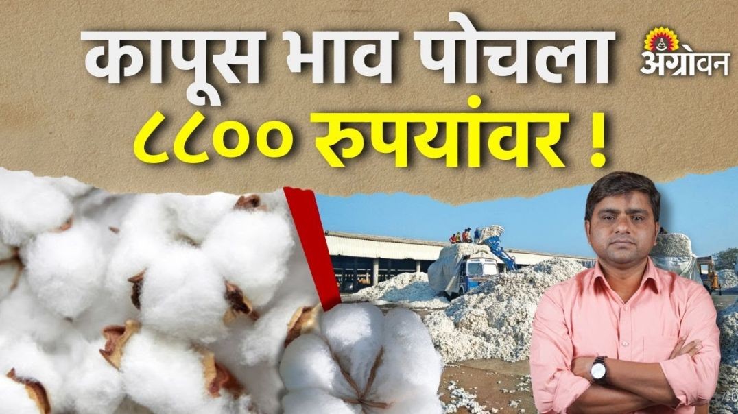 Cotton Rate: कापूस भावाची वाटचाल ९ हजारांच्या दिशेने सुरु ...
