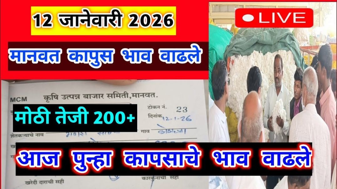 12 जानेवारी 2026।मानवत कापूस भाव वाढले|Kapus bajar bhav।कापुस बाजार भाव आजचे।8400