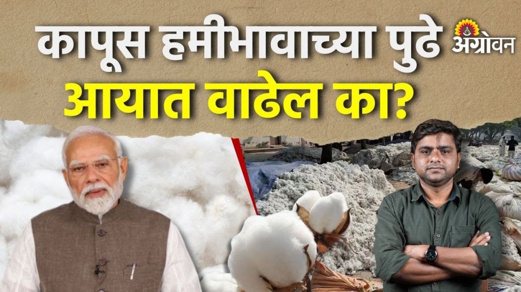 ⁣Cotton Rate: कापूस भाव वाढताना कोणत्या ३ गोष्टींकडे लक्ष देणे गरजेचे ?