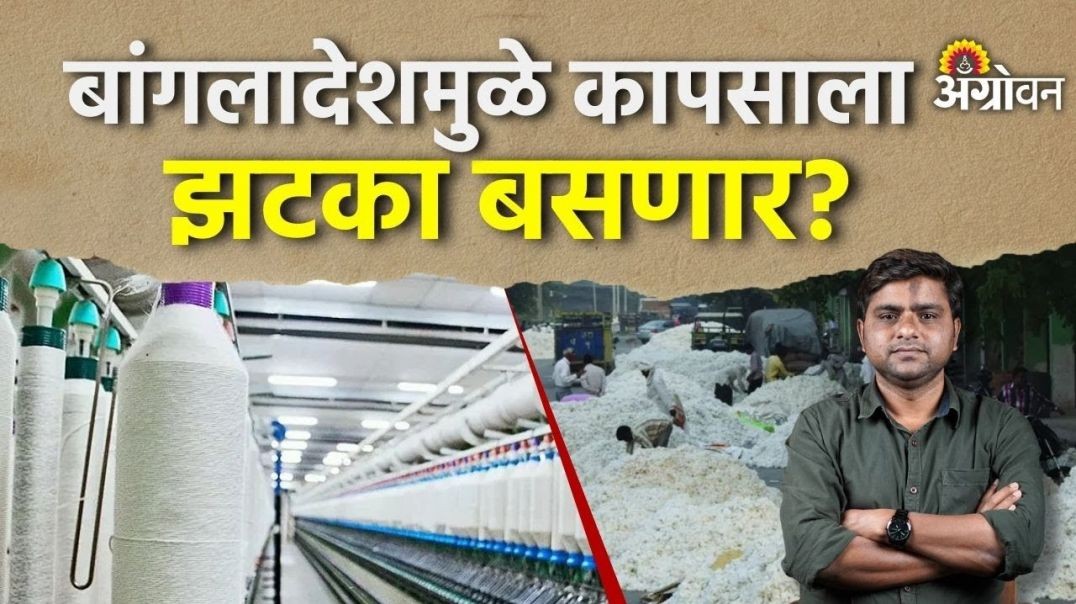 Cotton Rate: भारताच्या सुताचा मोठा ग्राहक बांगलादेश काय निर्णय घेणार ?